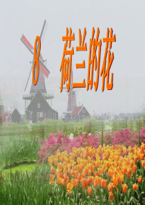 8荷兰的花