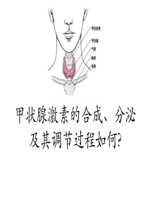 甲状腺激素的合成【拓展用】