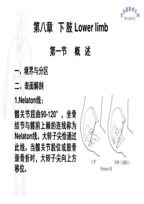 临床医学五年制局部解剖学课件下肢PPT
