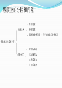 腹部结肠上区