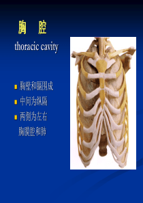 胸腔解剖图谱