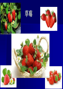 4草莓