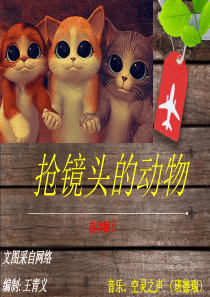 抢镜头的动物