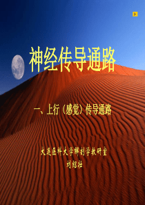 神经传导通路幻灯