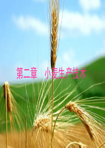 第一节小麦的生长发育