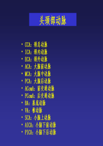 头颈部动脉解剖