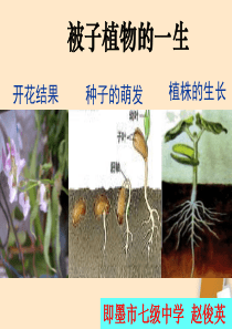《被子植物的一生》专题复习