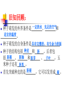 植物根的生长