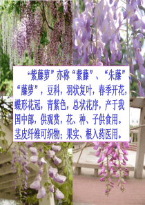 紫藤萝瀑布PPT课件