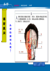 60头面颈部评估