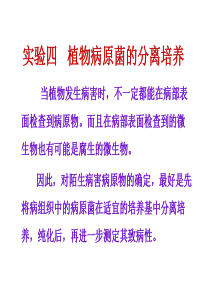 2010-园艺植物病理实验四、实验五