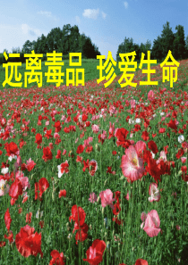 禁毒专题主题班会