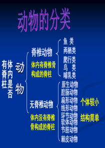 生命科学--无脊椎动物(1)