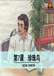 7 珍珠鸟