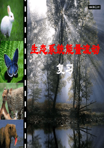 生态系统的能量流动一轮复习课件