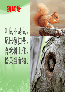 10.松鼠(完美版)3
