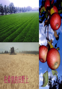 11-2-化学肥料精品中学ppt课件