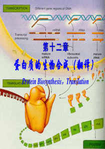 12翻译57