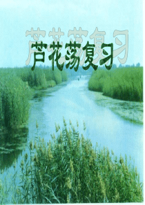 芦花荡复习