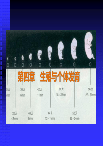 《医学生物学》第四章-生殖与个体发育