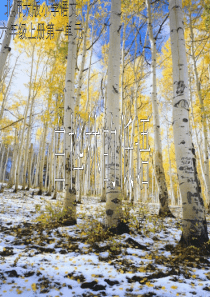 白桦林的低语课件(北师大版六年级语文上册课件)