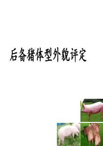 第三课时：后备猪体型外貌评定