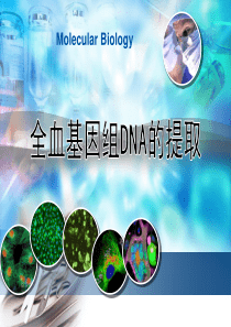 全血基因组DNA的提取