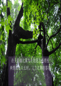 舒婷《致橡树》