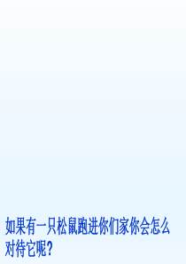 人教版六年级语文《跑进家来的松鼠》ppt(完美版)
