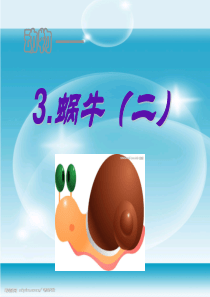 教科版科学三年级上册《蜗牛二》PPT课件11