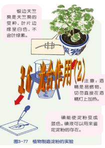 新浙教版八下科学第三章课件 光合作用(2)