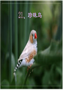 苏教版四年级上册语文21珍珠鸟课件