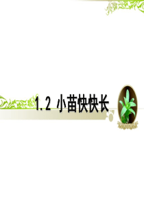 科学四年级下湘教版1.2小苗快快长课件