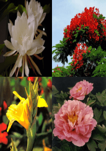 13课《花钟》PPT