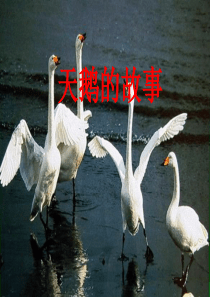 《天鹅的故事》ppt课件7