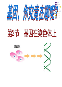 基因在染色体上(2013年公开课)