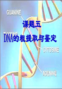 DNA的粗提取和鉴定