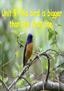 新湘少版六年级上册unit9This_bird_is_bigger_than_that_one