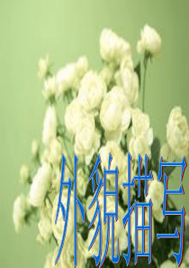 40人物外貌描写ppt