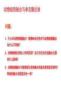 好动物细胞融合与单克隆抗体制备,