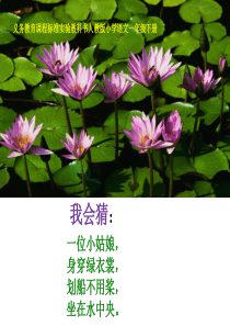《荷叶圆圆》ppt精选课件