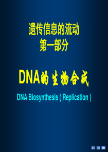 dna复制和转录