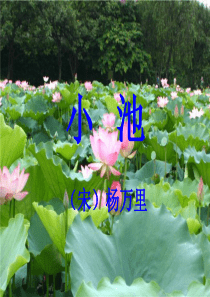 古诗杨万里《小池》ppt