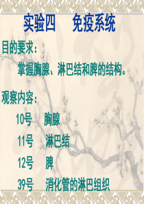 组织学与胚胎学实验 免疫系统