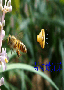 蜂课件