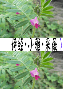 《诗经采薇》ppt
