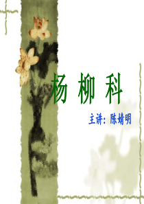 杨柳科