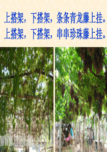 四上6爬山虎的脚