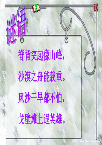 18《找骆驼》ppt课件