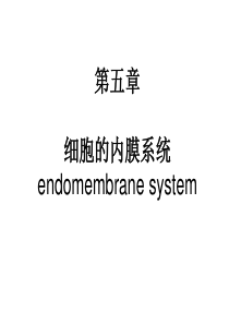 内膜系统